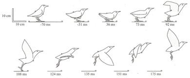 bird cycles
